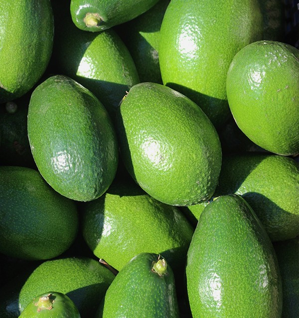 Acquistare Avocado a Buccia Liscia | Frutta Tropicale Online su Tropitop