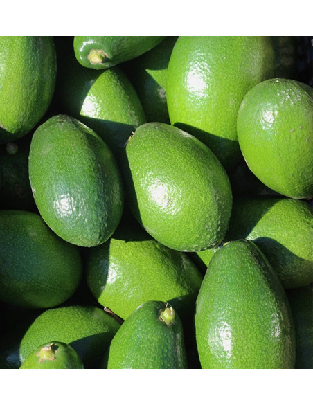 Acquistare Avocado a Buccia Liscia | Frutta Tropicale Online su Tropitop