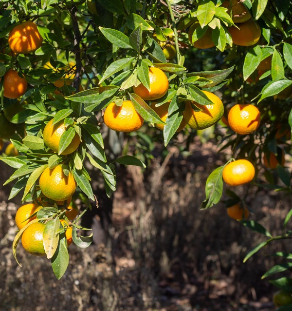 Mandarines clémentines | Achetez des mandarines en ligne maintenant