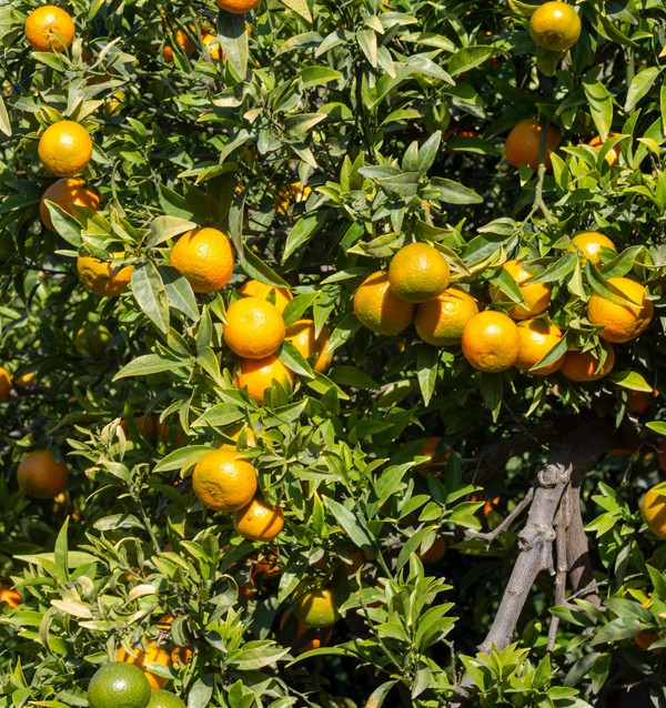 Mandarines clémentines | Achetez des mandarines en ligne maintenant