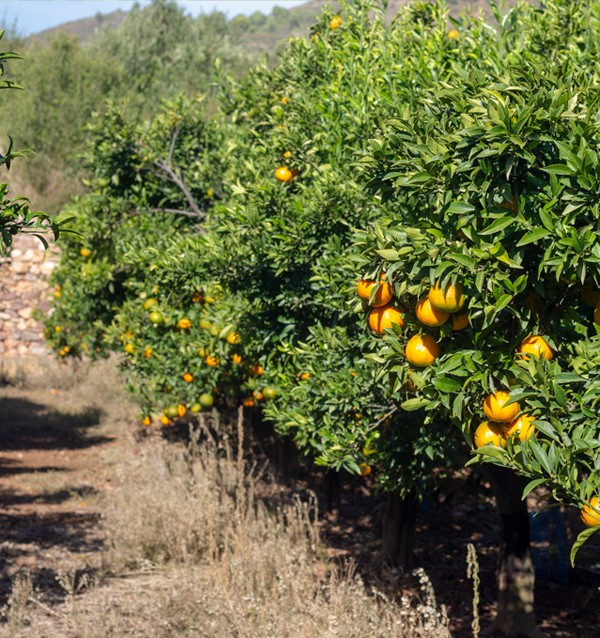 Mandarines clémentines | Achetez des mandarines en ligne maintenant