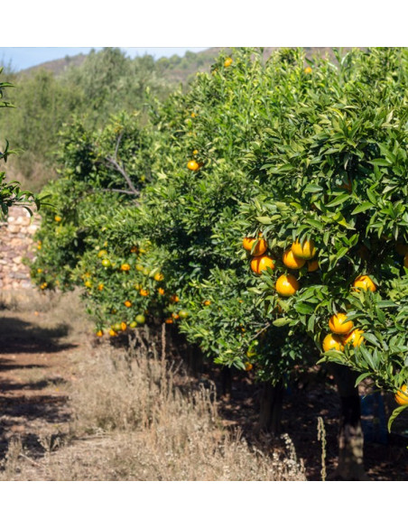 Mandarines clémentines | Achetez des mandarines en ligne maintenant