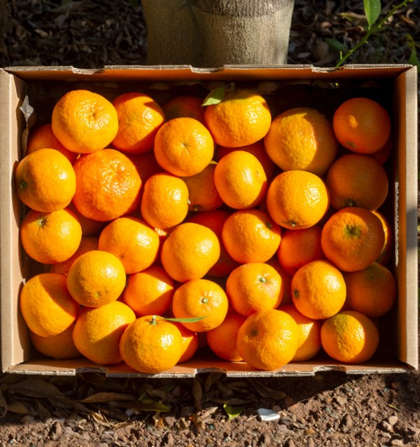 Mandarines