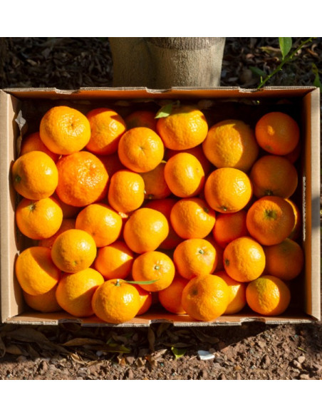 Mandarines