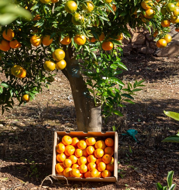 Compre Tangerinas Clementina online