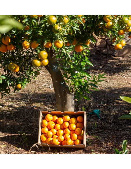 Compre Tangerinas Clementina online