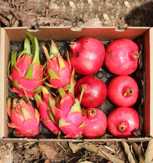 Buy pomegranates and pitahayas online at Tropitop