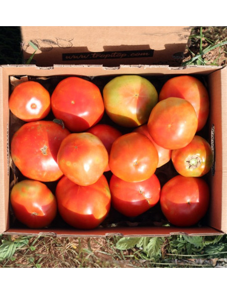 Compra Pomodori Online - Pomodori Freschi Gustosi e di Qualità