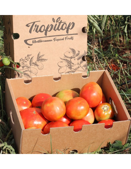 Compra Pomodori Online - Pomodori Freschi Gustosi e di Qualità