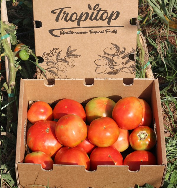Compra Pomodori Online - Pomodori Freschi Gustosi e di Qualità