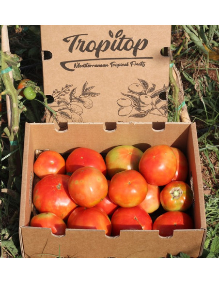 Compra Pomodori Online - Pomodori Freschi Gustosi e di Qualità