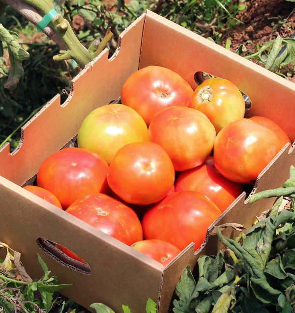 Compra Pomodori Online - Pomodori Freschi Gustosi e di Qualità