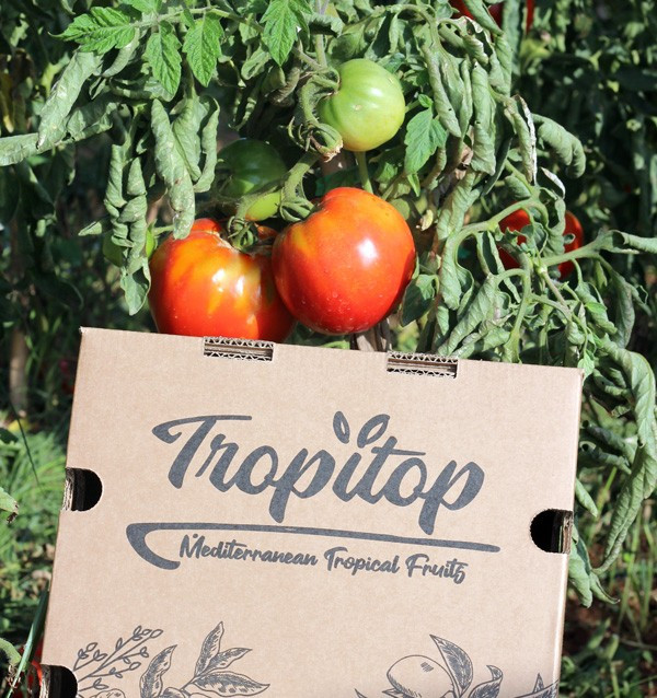 Compra Pomodori Online - Pomodori Freschi Gustosi e di Qualità