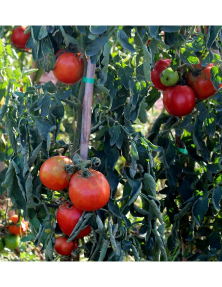 Achetez des Tomates en Ligne - Tomates Fraîches Savoureuses et de Qualité
