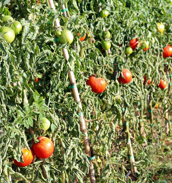 Achetez des Tomates en Ligne - Tomates Fraîches Savoureuses et de Qualité