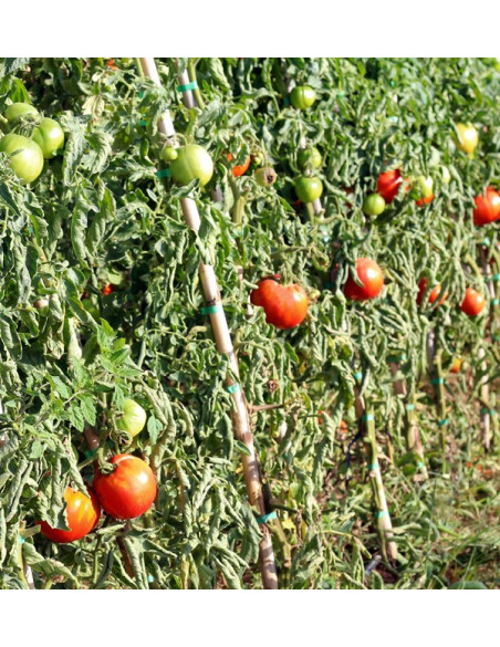 Compra Pomodori Online - Pomodori Freschi Gustosi e di Qualità