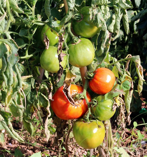 Compra Pomodori Online - Pomodori Freschi Gustosi e di Qualità