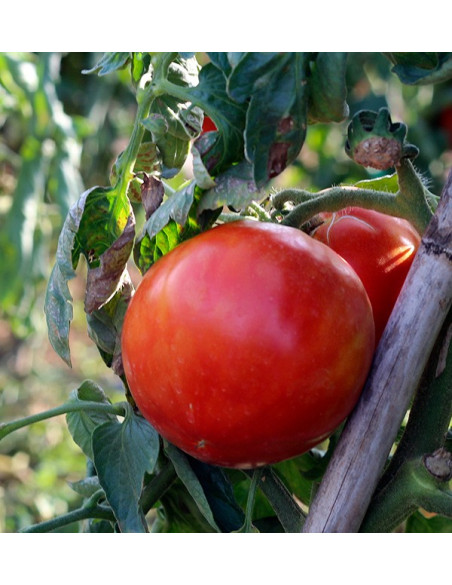 Achetez des Tomates en Ligne - Tomates Fraîches Savoureuses et de Qualité