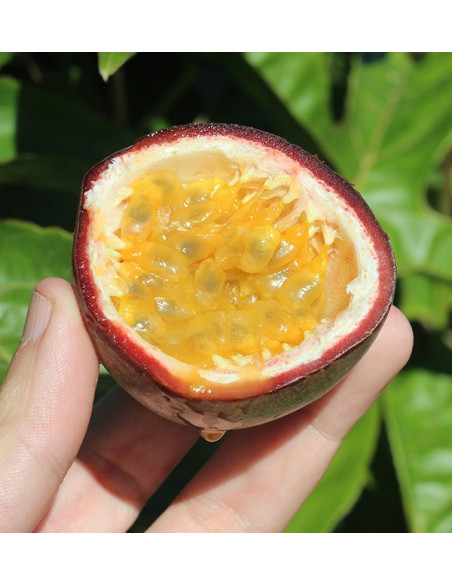 Comprar Fruta da Paixão (Maracujá) online