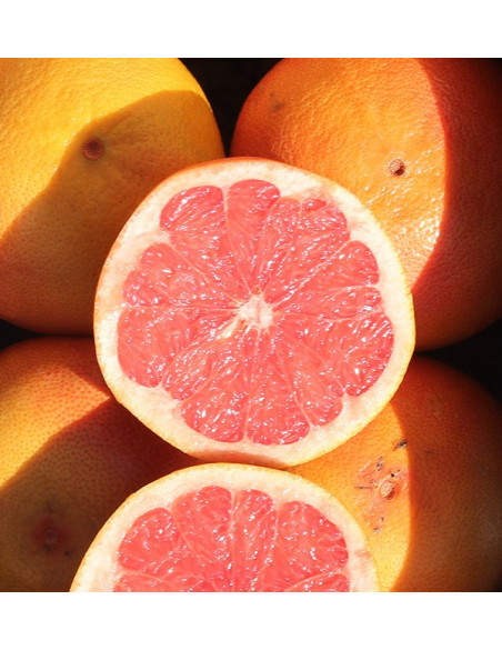 Buy Grapefruits online