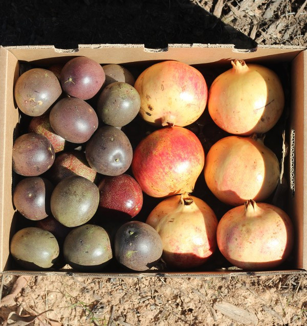 Comprare frutta della passione e melograni online su Tropitop