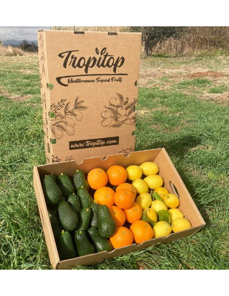 Frühstück mit Avocados: Paket Avocados, Zitronen und Orangen