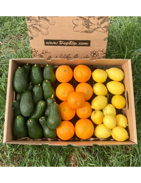 Breakfast with avocados: avocados, oranges and lemons