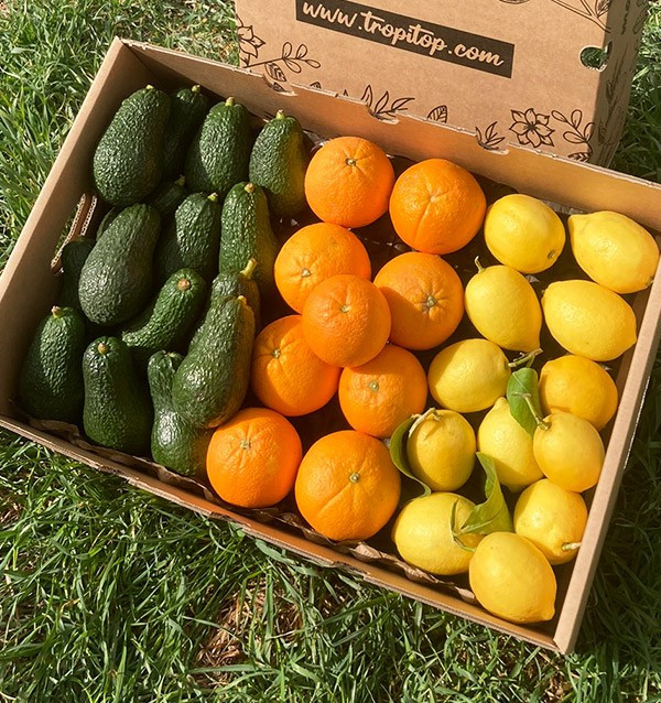 Breakfast with avocados: avocados, oranges and lemons