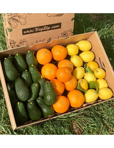 Breakfast with avocados: avocados, oranges and lemons