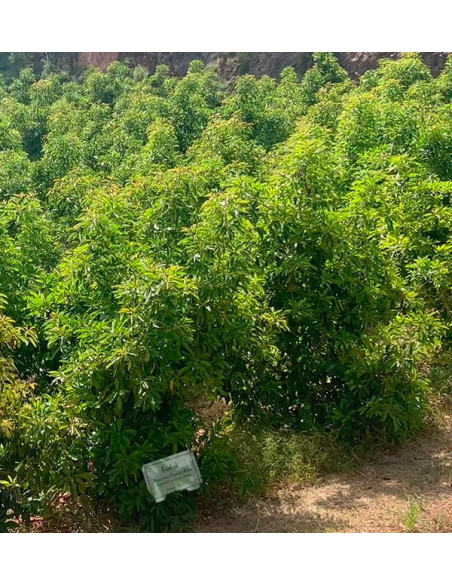 Übernimm eine Patenschaft für einen Baum