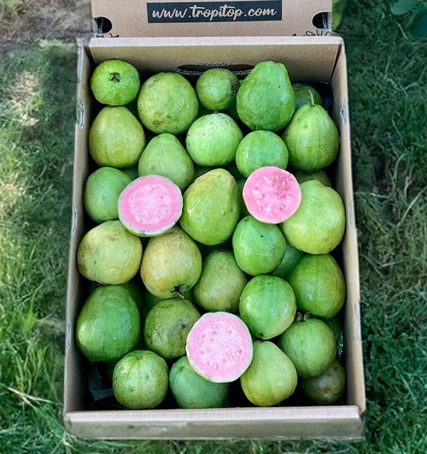 Comprar Goiaba Fresca Online | Goiaba da Espanha