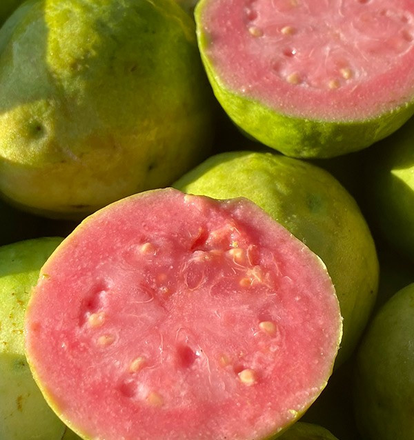Comprar Goiaba Fresca Online | Goiaba da Espanha