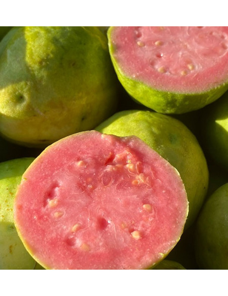 Comprar Goiaba Fresca Online | Goiaba da Espanha