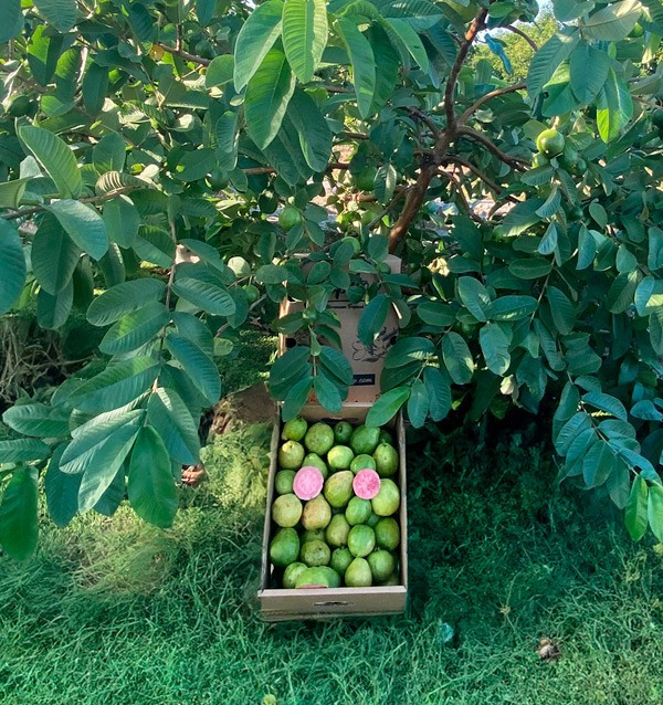Acquista Guava Fresca Online | Guava dalla Spagna