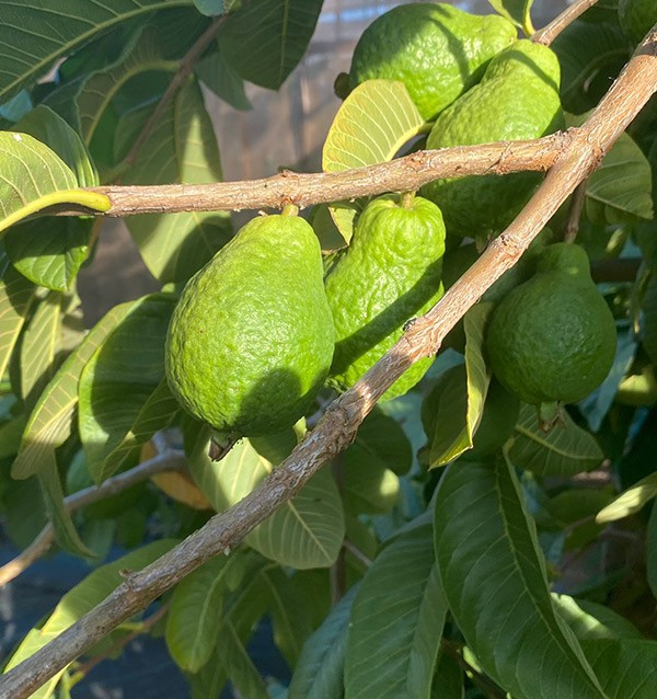 Buy Fresh Guava Online | Spanish Guava