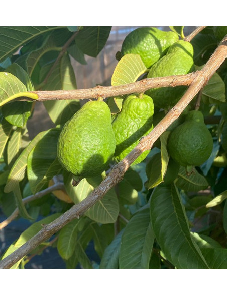 Buy Fresh Guava Online | Spanish Guava