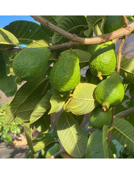 Buy Fresh Guava Online | Spanish Guava