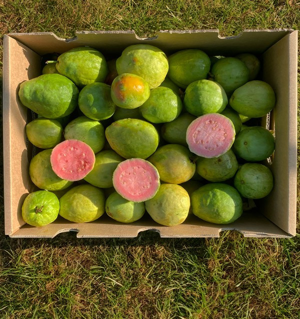 Acquista Guava Fresca Online | Guava dalla Spagna