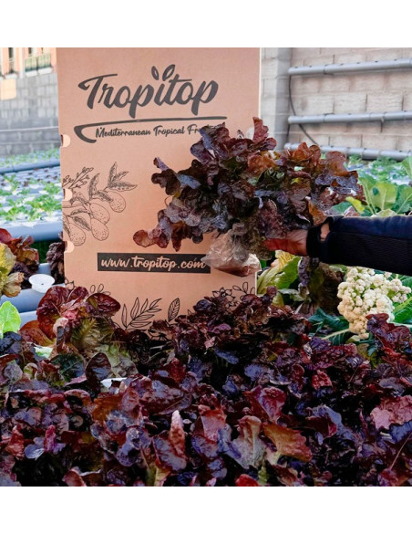 Hydroponischer Salat online kaufen – Frischer, lebender Salat von Tropitop