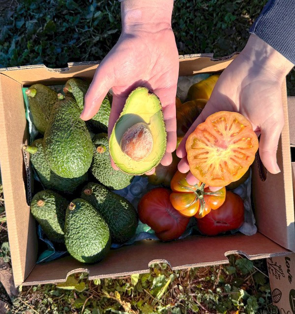 Acquista Avocado Hass e Pomodoro Raf online su Tropitop