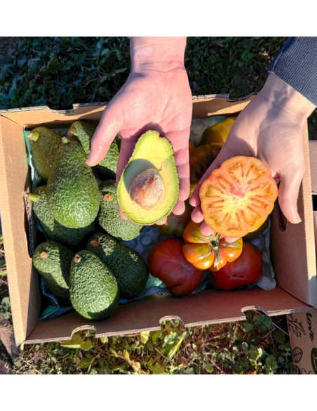 Compre Abacate Hass e Tomate Raf Online na Tropitop