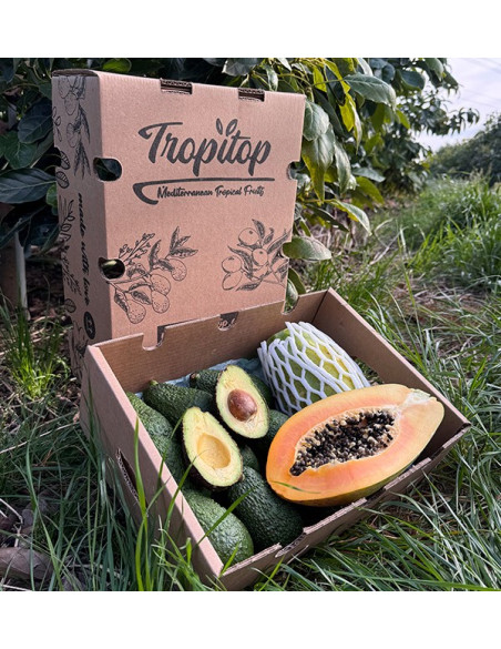 Acquista Avocado Hass e Papaia | Gusto Cremoso ed Esotico su Tropitop