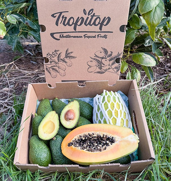 Comprar Abacate Hass e Mamão | Sabor Cremoso e Exótico na Tropitop