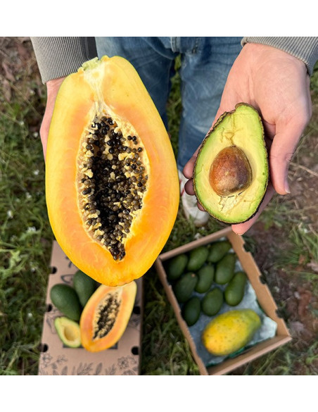Comprar Abacate Hass e Mamão | Sabor Cremoso e Exótico na Tropitop