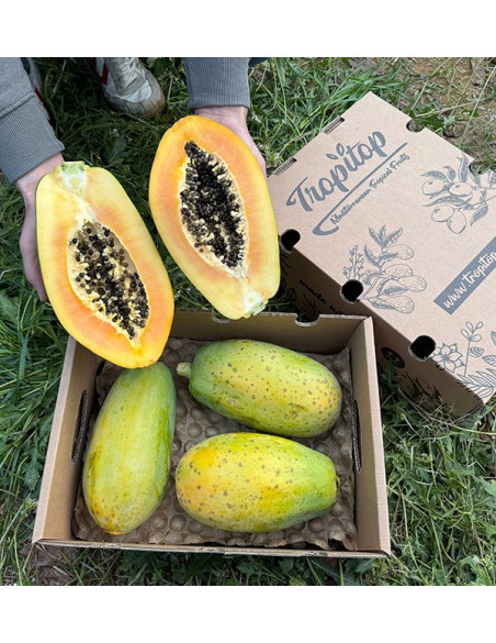 Papayas online kaufen | Entdecken Sie den exotischen Geschmack und die gesundheitlichen Vorteile
