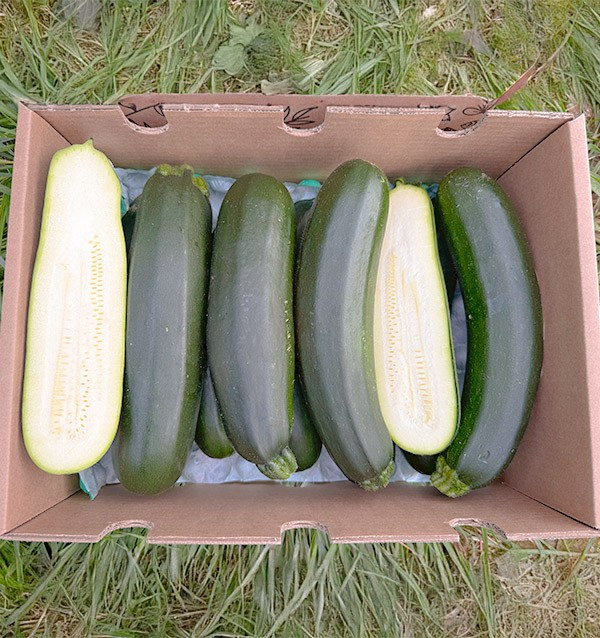 Acheter Courgette Verte ou Noire en Ligne sur Tropitop