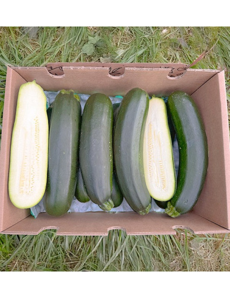 Acheter Courgette Verte ou Noire en Ligne sur Tropitop