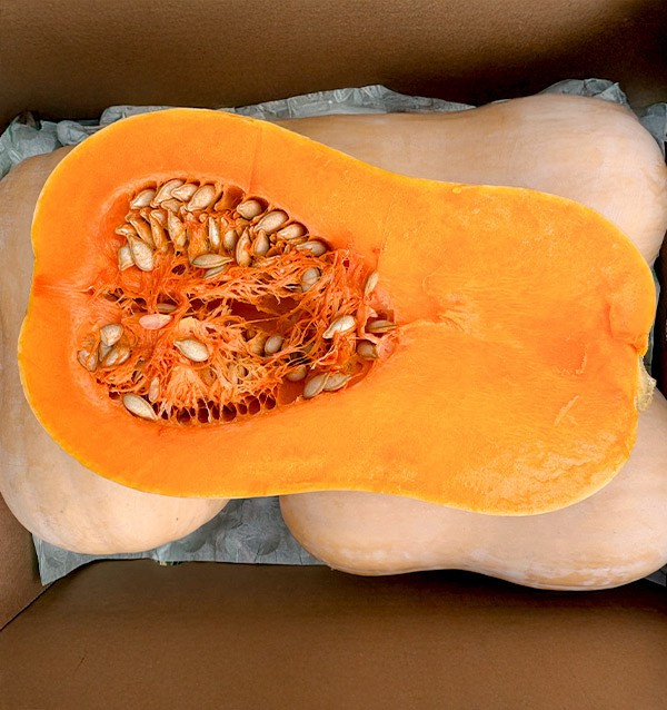 Acquistare zucca butternut online su Tropitop