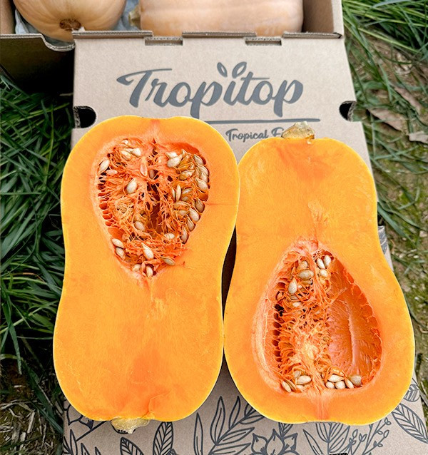 Acquistare zucca butternut online su Tropitop