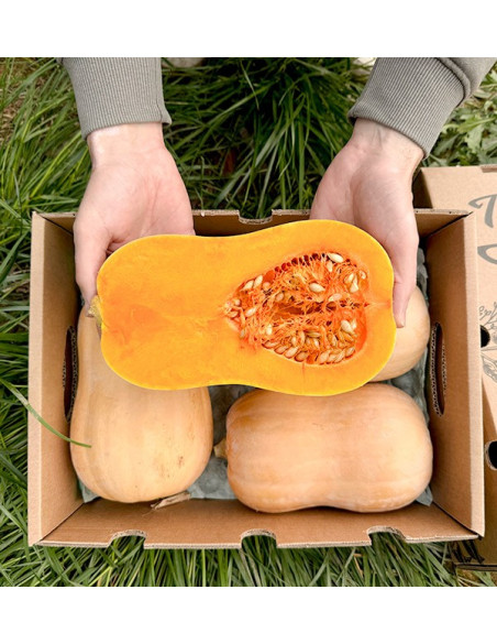 Acquistare zucca butternut online su Tropitop